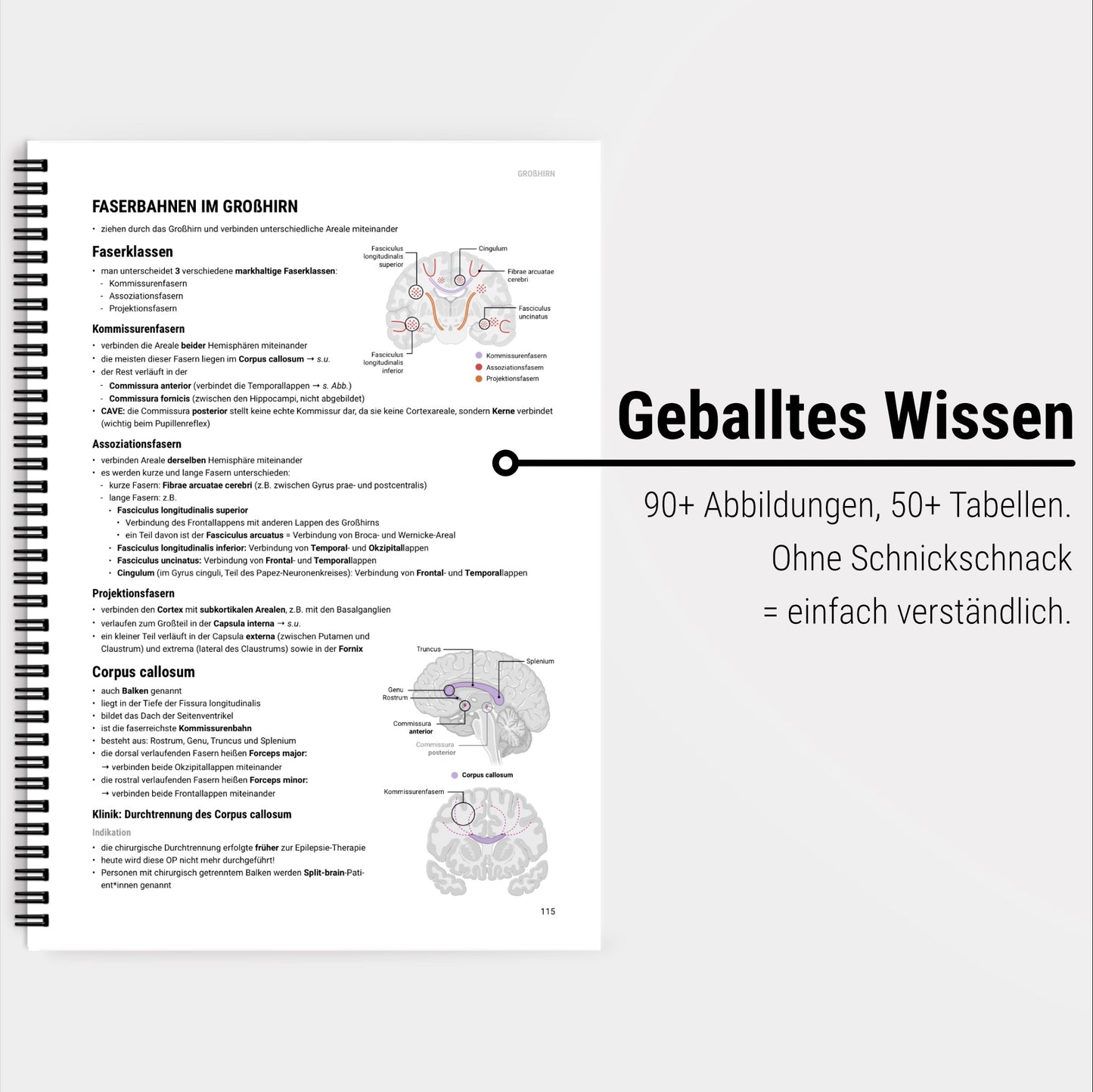 Neuroanatomie