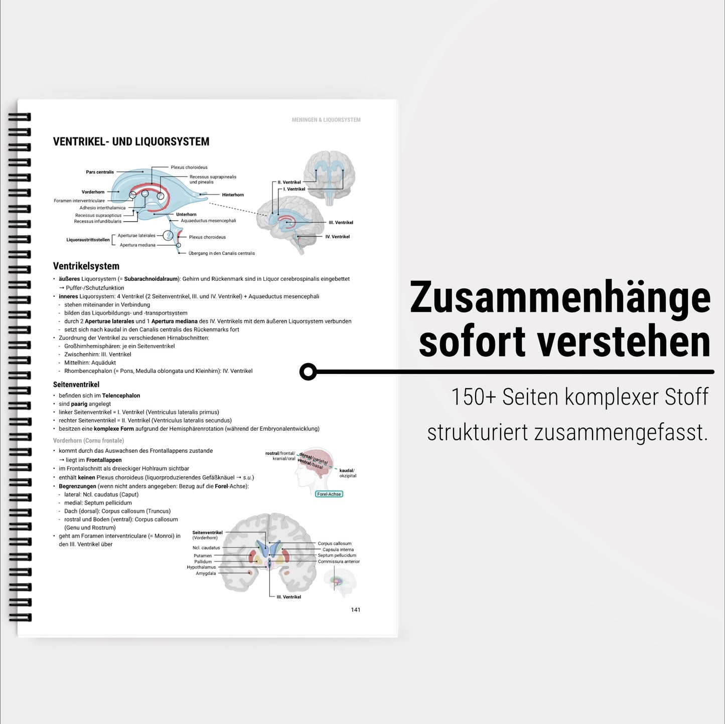Neuroanatomie
