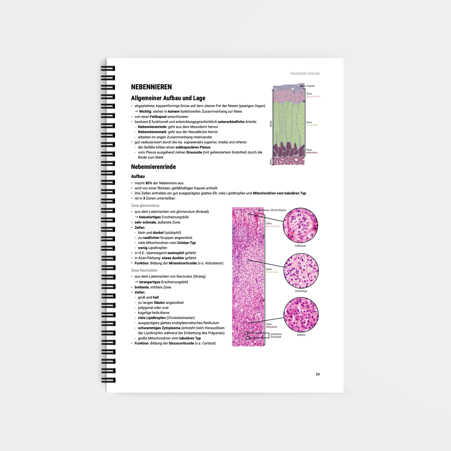 Histologie 2