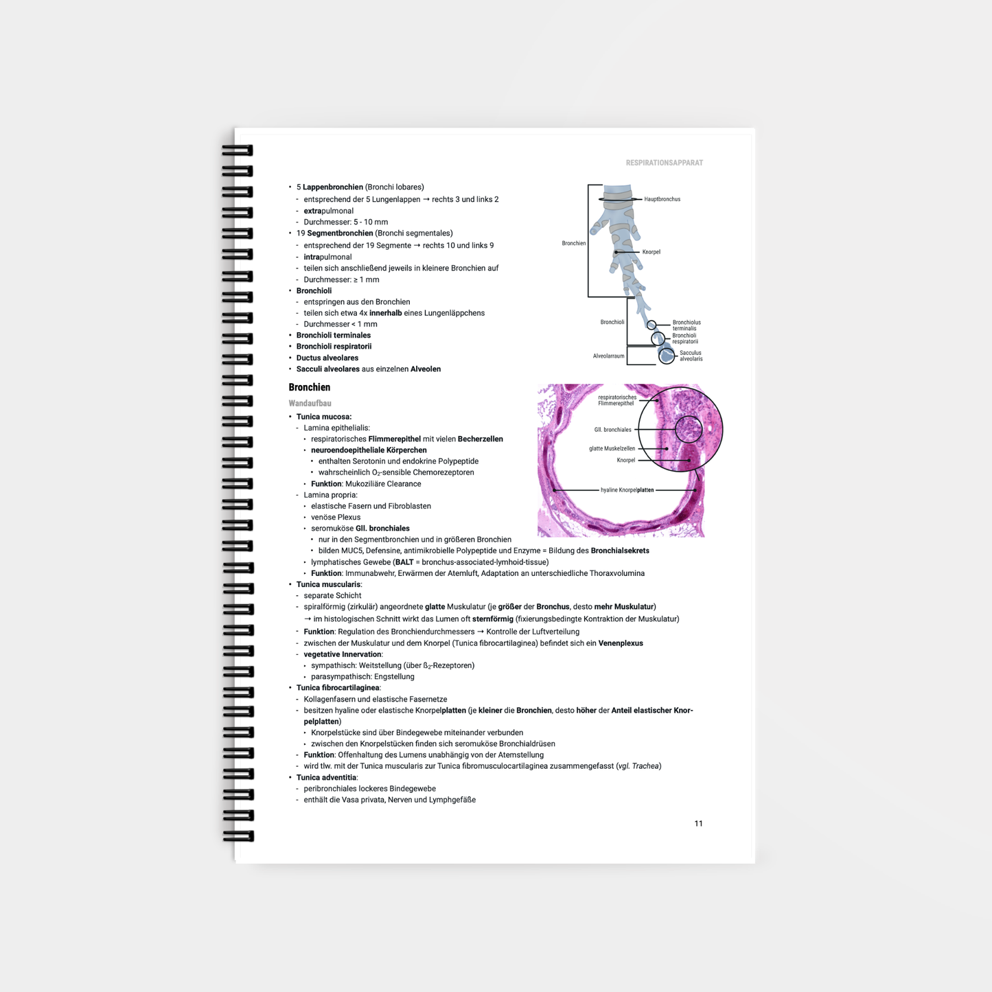 Histologie 2