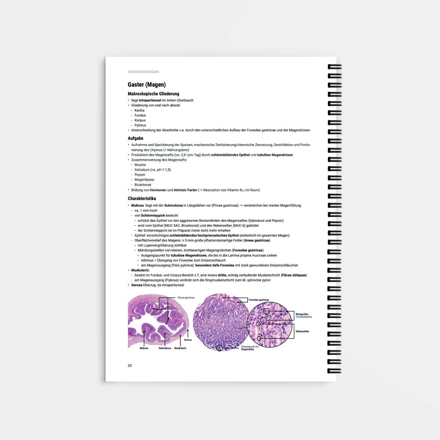 Histologie 2