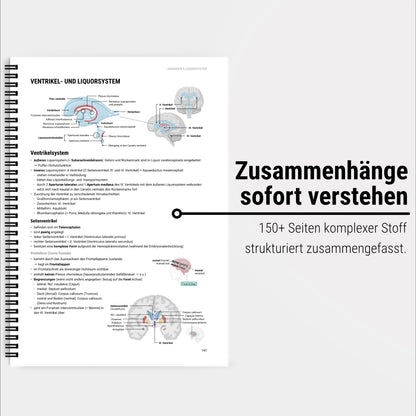 Neuroanatomie