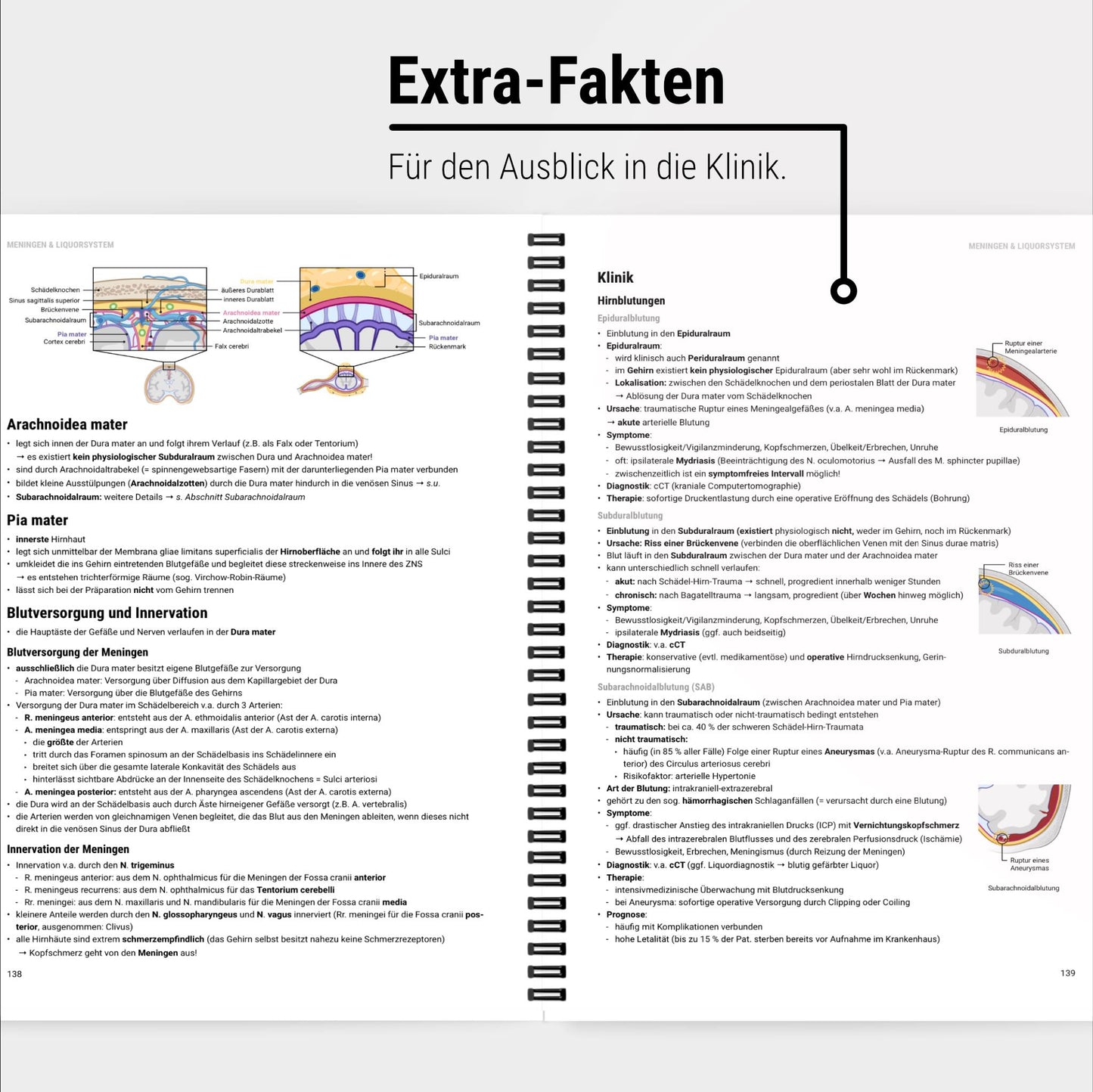 Neuroanatomie